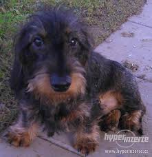 Image result for jezevčík drsnosrstý