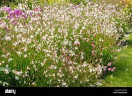 Image result for Oenothera lindheimeri