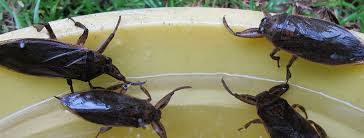American pest control has over 48 years of experience in dealing with pest problems in las vegas, henderson and boulder city. Waterbugs Pest Control Las Vegas And Henderson Nv Swat Bug Killers