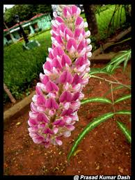 Image result for Uraria