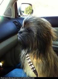 Cross Stitch Pattern Smiling Puppy Patterns So Cute And Real Life