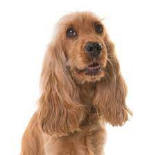 What breeds of dogs have long ears? 13 Dogs With Big Ears Basset Hounds French Bulldogs And More