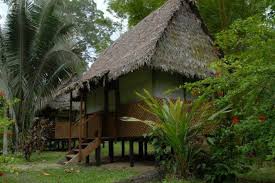 Image result for Manulea conferta