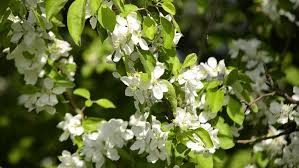 See more ideas about apple tree blossoms, flower art, flower painting. Apple Trees Flowers White Apple Stock Footage Video 100 Royalty Free 1012575752 Shutterstock