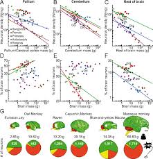 Birds Have Primate Like Numbers Of Neurons In The Forebrain