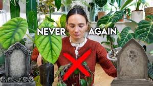 Image result for Oeceoclades decaryana