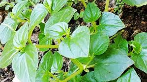 Saya nak kongsikan manfaat ketumpang. Tumpangan Air Tanaman Gulma Sarat Manfaat Modengkara Network