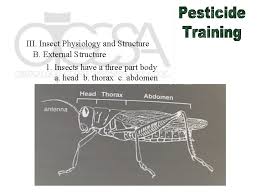 Save your dollars for your business. I Introduction To Insects A Exoskeleton B Molting