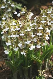 Image result for Calanthe