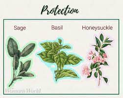 Hardy chrysanthemum flowers (aka garden hardy) do well in cooler weather and can be overwintered outside in the container garden. Pin On Plants And Flowers