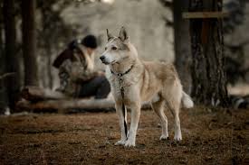 Image result for západosibiřská lajka