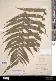 Image result for Pneumatopteris