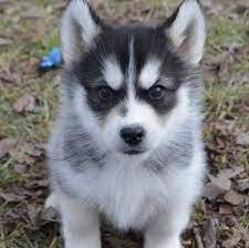 Schau dir angebote von ‪puppy puppies‬ auf ebay an. German Shepherd Husky Mix Cute Puppies For Sale Near Me Facebook