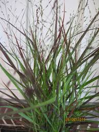 Schaut man sich die nutzungsgeschichte der pflanze genauer an, ist hirse bekanntlich eine der wichtigsten. Rutenhirse Cheyenne Sky Panicum Virgatum Cheyenne Sky