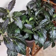 Image result for Gynura pseudochina