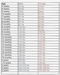 44 proper golden retriever growth chart pictures