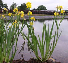 Perennial iris are tough, hardy perennials and a welcome sign of summer. Iris Plant Wikipedia
