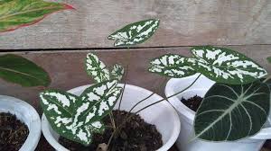 Walaupun bunga matahari berasal dari amerika utara, namun negara penghasil bunga matahari. Bikin Taman Semakin Manis Ternyata Si Cantik Keladi Liliput Berasal Dari Negara Ini Banjarmasin Post