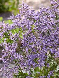 Image result for Limonium