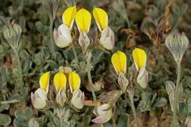 Image result for Lotononis laxa