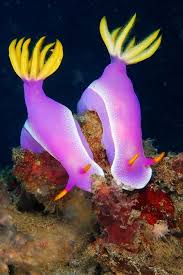 Nudibranch Sea Sea Life Life Animals Ocean Oceans Ocean Life Aquatic Aquatic Animals Fish Fishes Beautiful Sea Creatures Ocean Creatures Sea Animals