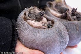 Completely Bald Hedgehog Brothers Are Found Wandering The Streets Hedgehog Cute Animals Animals
