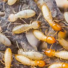 Service consultant brad ward has 11 years experience in the pest control industry. Broward Palm Beach County Exterminators Hometown Pest Control
