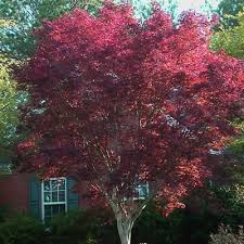 Emperor One Japanese Maple 3 Gallon Tree Japanese Maples All Gardener Direct In 2020 Japanese Maple Drought Tolerant Perennials Buy Plants Online