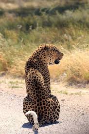 Image result for Combretum cinereopetalum