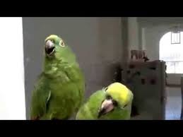 Birds That Start With U In Spanish Parrots Duo Performs Spanish Songs Parrot Spanish Songs