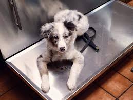 Zenderland australian shepherds just what the doctor ordered litter current litter born 30/03/2021. Board And Train Phoenix Dog Obedience Off Leash Training Puppy Training Empowered K9 Training