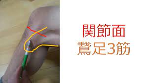 走る時の膝内側の痛みがあるのは変形性膝関節症だから と言う相談にお応えする 膝の痛み 膝 内側 痛み
