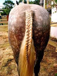 Pin By Ximenatrejomendoza On Animals In 2020 Horse Braiding Horse Tail Horse Hair Braiding