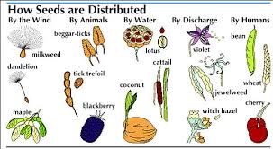 Seed Kids Encyclopedia Children S Homework Help Kids Online Dictionary Britannica Seed Dispersal Seeds Plant Science