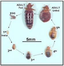 Image result for bed bugs eggs