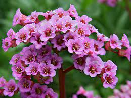 The dark green leaves of this bergenia variety provide color all year round whereas the pretty little blooms that appear in early spring further add to the same. Bergenie Rotblum Jetzt Alles Erfahren Uber Blute Wuchs Co