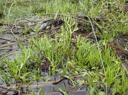 Image result for Ceratopteris