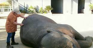 Steven wasserman on being an animal chiropractor www.ocregister.com/common/printer/view.php?db=ocregister how do you know if you've helped the. Animal Chiropractors Adjust Elephants Guinea Pigs Even Snakes