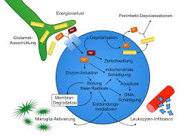 Die endothelzellen an der innenwand der feinen blutgefäße dichten durch enge verbindungsstellen (tight junctions) die wand der gefäße ab und sorgen so für die eigentliche barrierefunktion (zusammen mit den umgebenden astrozyten). Https Opus Bibliothek Uni Wuerzburg De Files 16387 Wilhelm Christian Chronophin Pdf