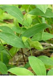 Image result for Clutia sessilifolia