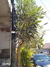 ( ulang 1 ) ( ulang 2 2x ). Di Bawah Naungan Sakura Lokal Berwarna Kuning Bulir Jeruk