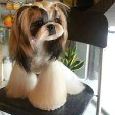 More Asian Style Grooming Dog Grooming Styles Shih Tzu Grooming Shih Tzu Haircuts