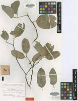 Image result for Strombosiopsis