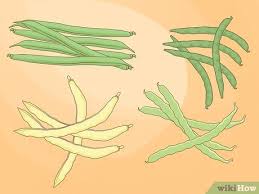 Reading the content available for growing vegetables in pots for beginners helps you to grow vegetables you can grow them in pots, but it takes too much work to be considered easy. How To Grow Beans In Pots Wikihow