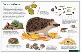 Der Igel Im Garten Igel Im Garten Igel Herbst Im Kindergarten