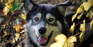 100 Norse Mythology Names Viking Dog Names For Your Puppies Buzzsharer Com While the language is extinct today, plenty of words and phrases have been documented and. 100 norse mythology names viking dog