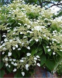Hortensia Grimpant Hydrangea Grimpant Hortensia Grimpant Hortensia