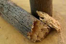 Und der singt sein deringdindingding, der holzwurm im schrank und der singt sein deringdindingding und schaut die oma fröhlich an. Holzwurm Bekampfen So Werden Sie Ihn Schadstofffrei Los