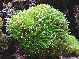 Bintang laut berkembang biak dengan cara. Anemon Laut Biota Dunia Perairan