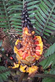 Image result for Encephalartos villosus